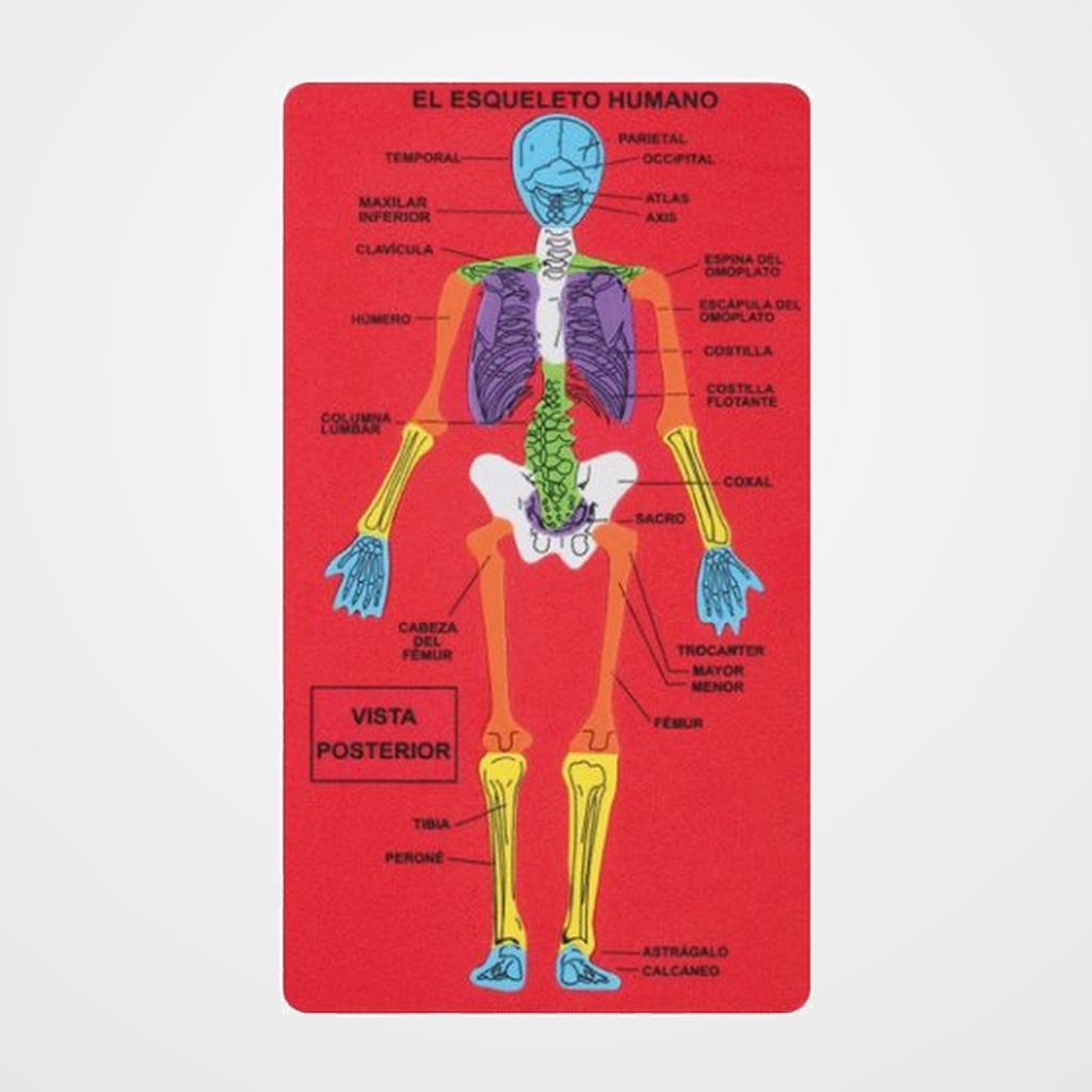 GOMA EVA FIXO KIDS PUZLE 15,7x28 cm. ESQUELETO HUMANO