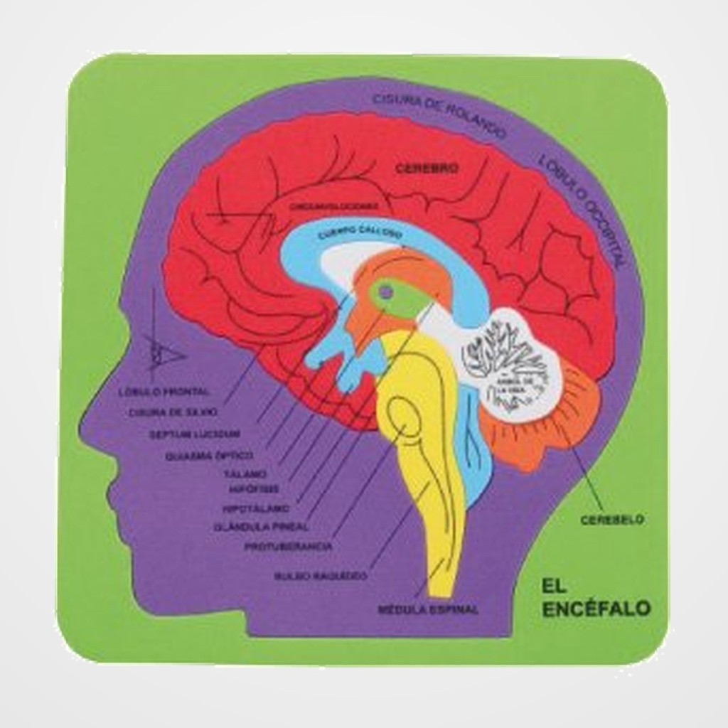GOMA EVA FIXO KIDS PUZLE 21,2x21,5 cm. SISTEMA CEREBRAL