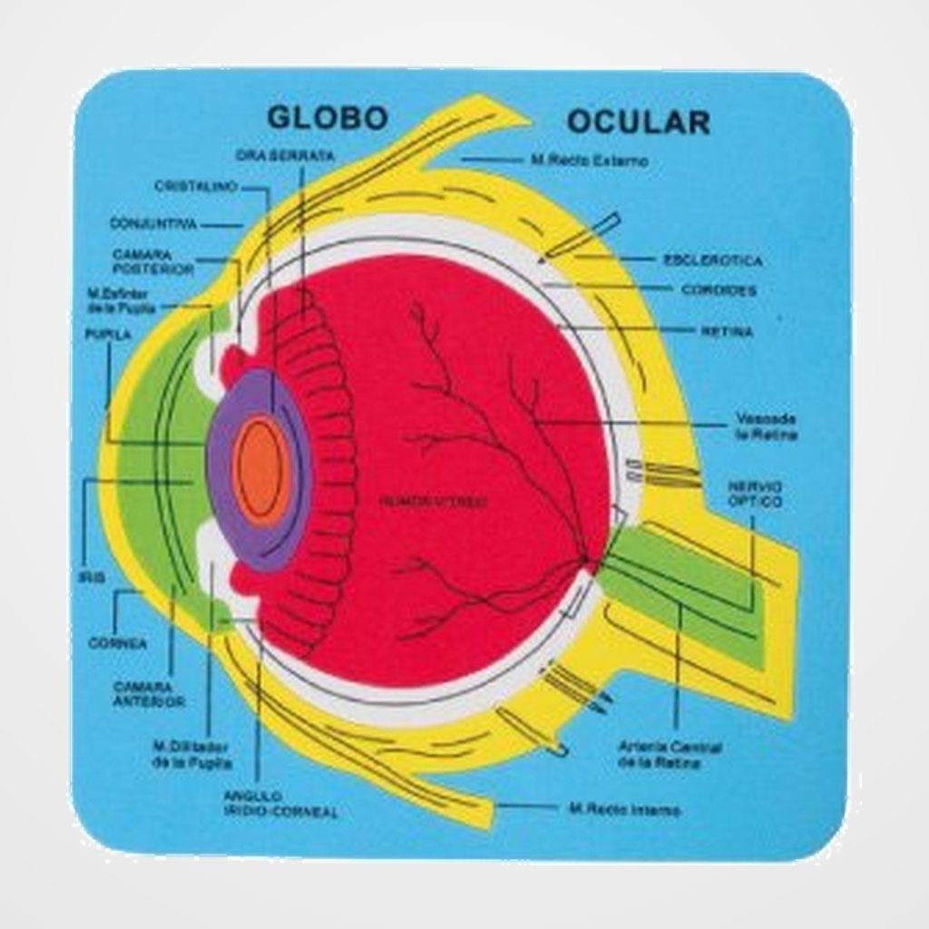 GOMA EVA FIXO KIDS PUZLE 21,2x21,5 cm. SISTEMA OCULAR