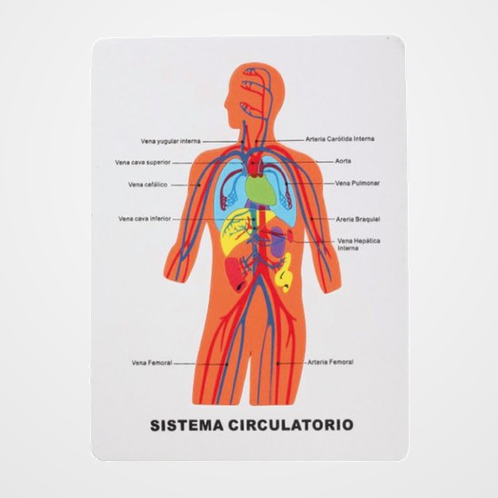 GOMA EVA FIXO KIDS PUZLE 22,5x28 cm. SISTEMA CIRCULATORIO