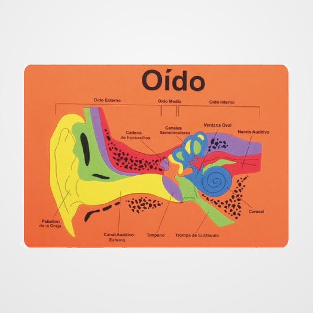 GOMA EVA FIXO KIDS PUZLE 26x36 cm. SISTEMA AUDITIVO