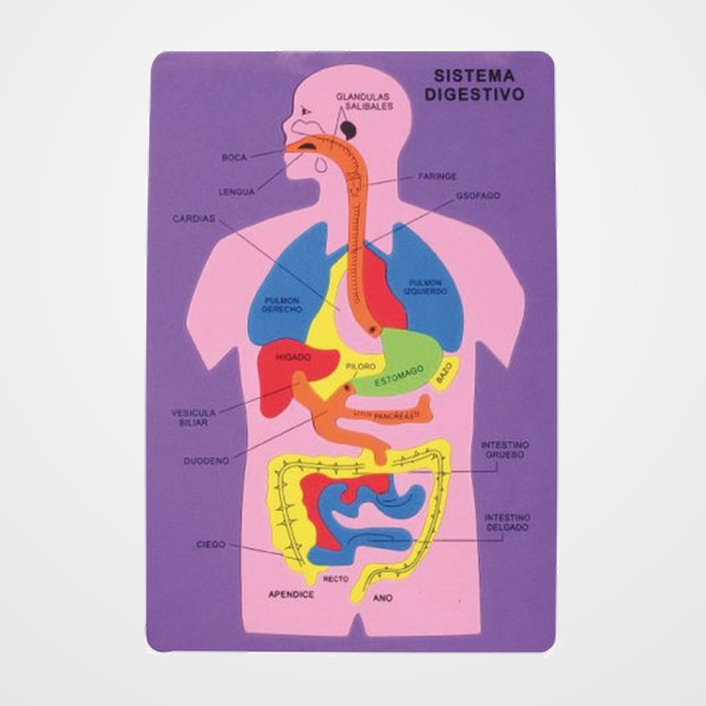 GOMA EVA FIXO KIDS PUZLE 26x36 cm. SISTEMA DIGESTIVO