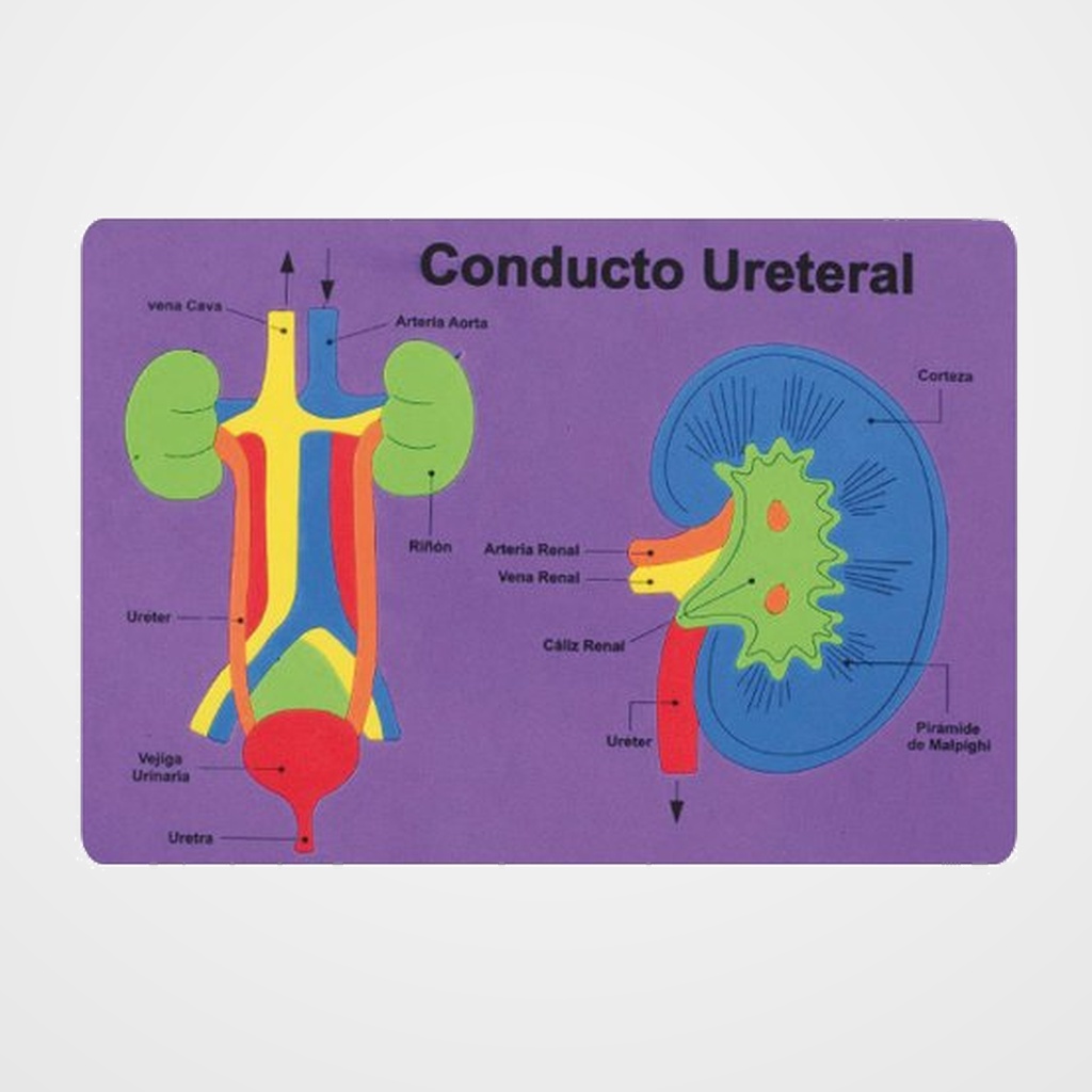 GOMA EVA FIXO KIDS PUZLE 26x36 cm. SISTEMA RENAL